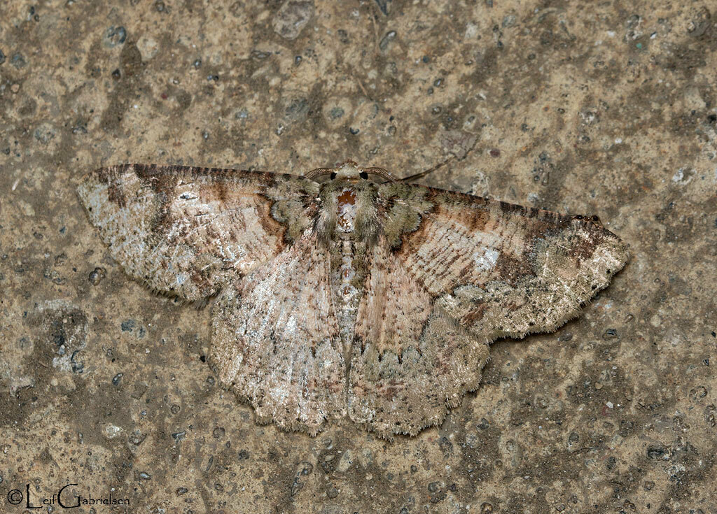 Lophophelma eupines