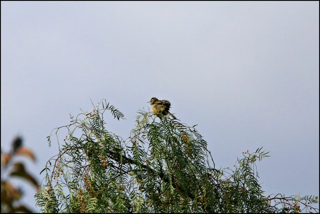 Coastal Cactus Wren from Lakeside, CA, USA on March 17, 2024 at 04:13 ...