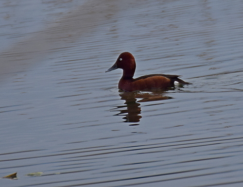 Porrón pardo (Aythya nyroca)