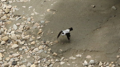 Torrent Flyrobin photo 5