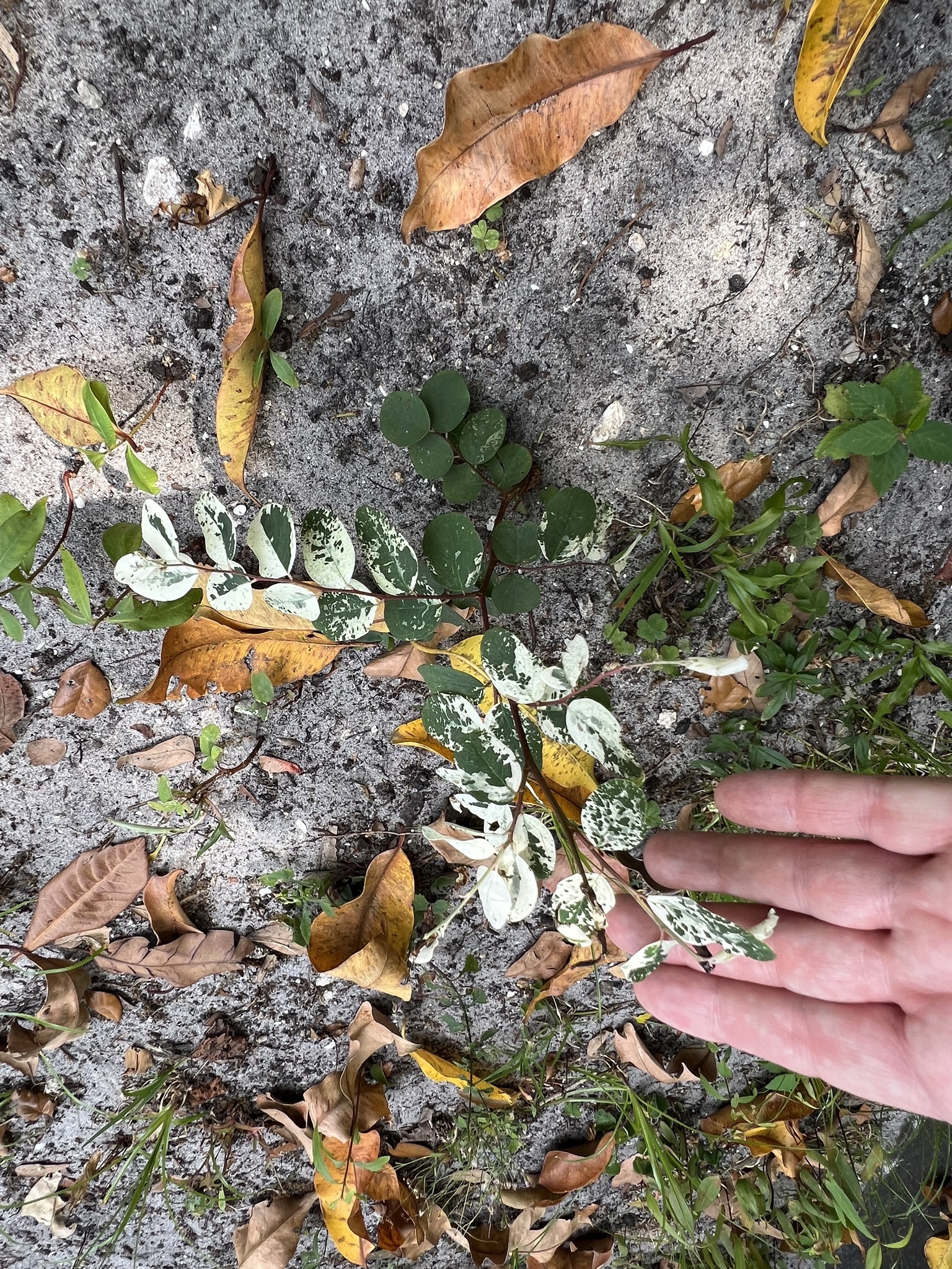 Imagem de Planta-fita