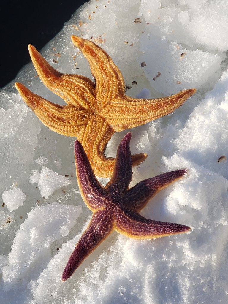 Northern Pacific Sea Star from Nome, AK, USA on March 13, 2024 at 06:54 ...