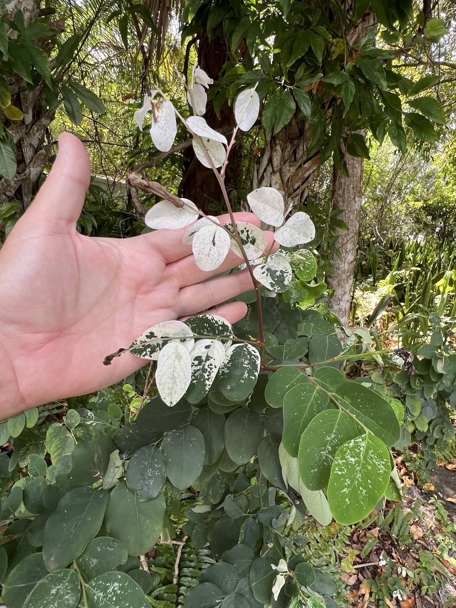 Imagem de Planta-fita