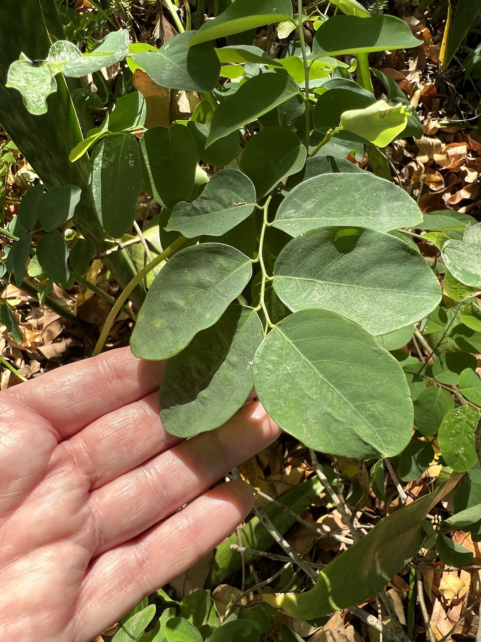Imagem de Planta-fita