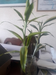 Dracaena