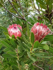 Protea × hybrida