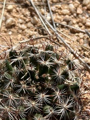 Wilcox's pincushion (Mammillaria wilcoxii)