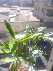 Dracaena