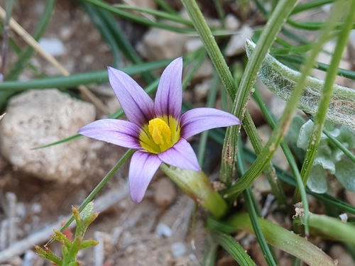 Romulea numidica