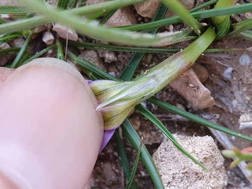 Romulea numidica