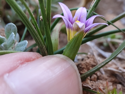 Romulea numidica