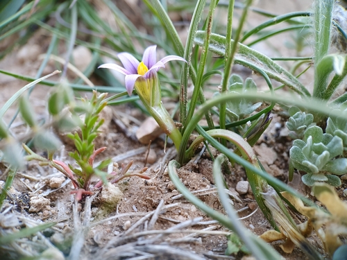 Romulea numidica