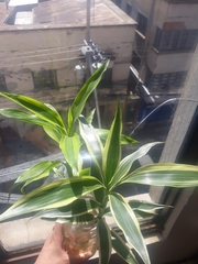 Dracaena