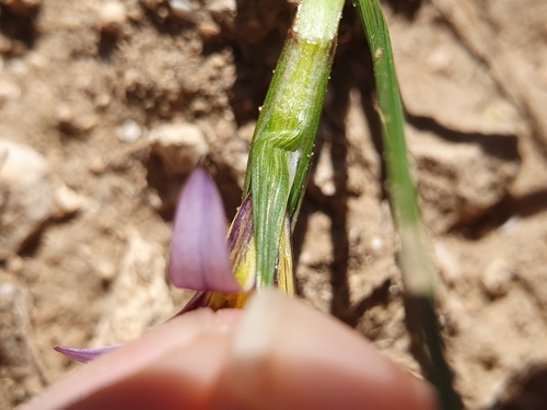 Romulea numidica