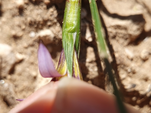 Romulea numidica