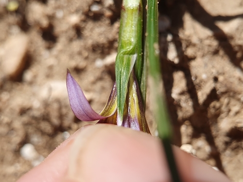 Romulea numidica