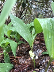 Convallaria pseudomajalis