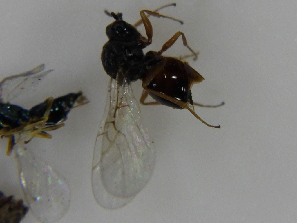 Aulacidea hieracii
