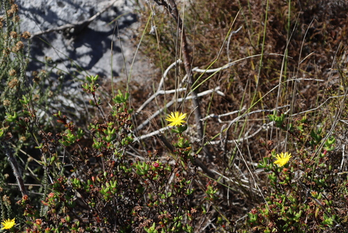 Image of Lampranthus promontorii by (c) Tony Rebelo, some rights reserved (CC BY-SA)