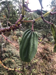 Meriania nobilis
