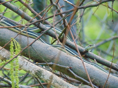 Thamnophis proximus proximus