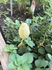 Leucocoprinus birnbaumii image
