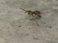 Agelaia centralis image