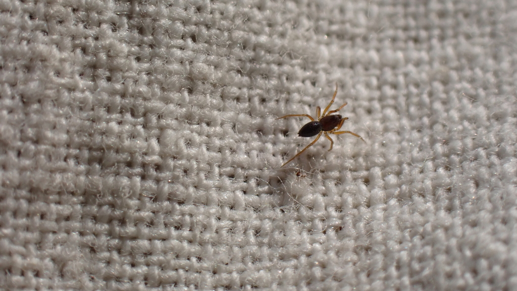 Typhochrestus bogarti