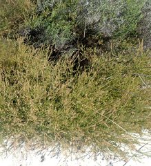 Diastella proteoides