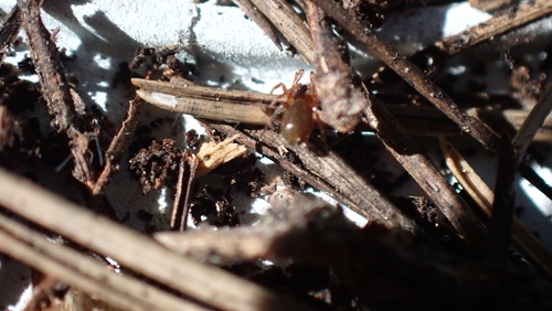 Walckenaeria languida