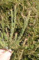 Diastella proteoides