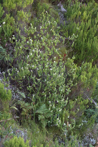 Image of Gnidia tomentosa by (c) Tony Rebelo, some rights reserved (CC BY-SA)