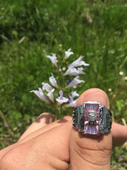 Penstemon alluviorum