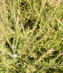 Diastella proteoides