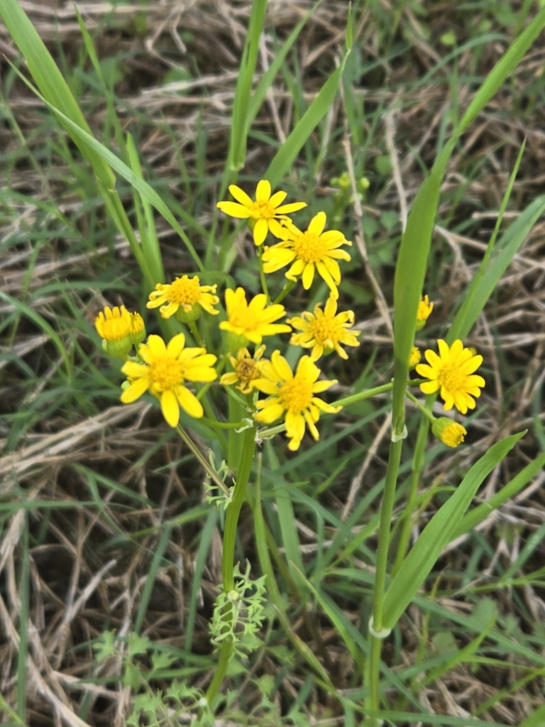 Great Plains Ragwort from Fulshear, TX 77441, USA on March 17, 2024 at ...