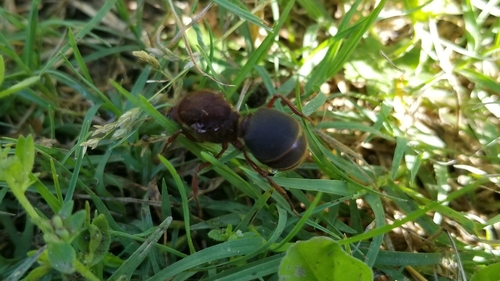 Texas leafcutter ant
