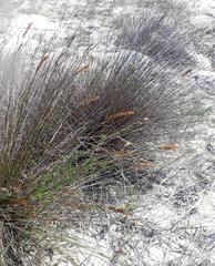 Thamnochortus punctatus