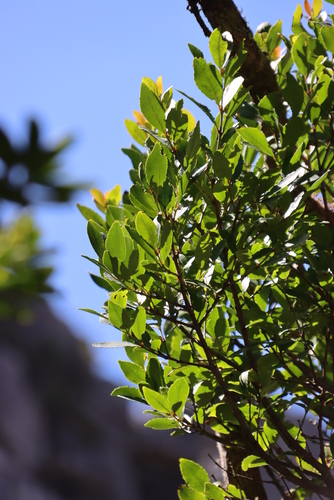 Image of Maytenus acuminata by (c) Tony Rebelo, some rights reserved (CC BY-SA)