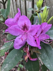 Rhododendron ponticum