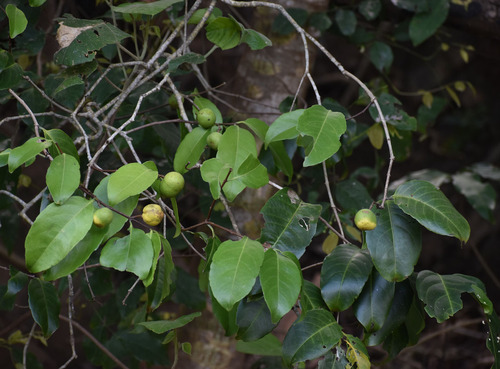Salacia disepala, 2023-12-25