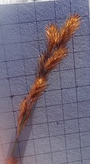 Thamnochortus punctatus