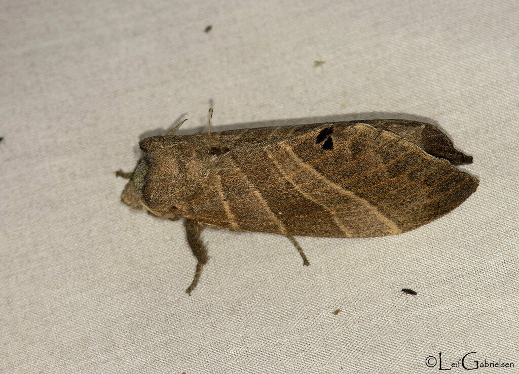 Lebeda intermedia