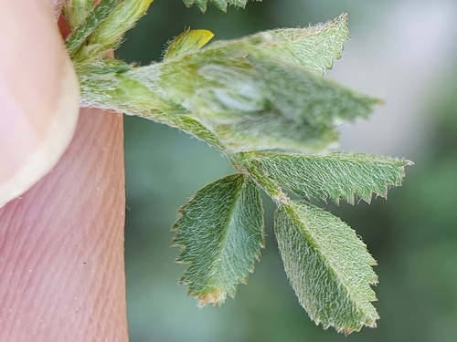 Image of Medicago monspeliaca by (c) Mehdi Chetibi, some rights reserved (CC BY)