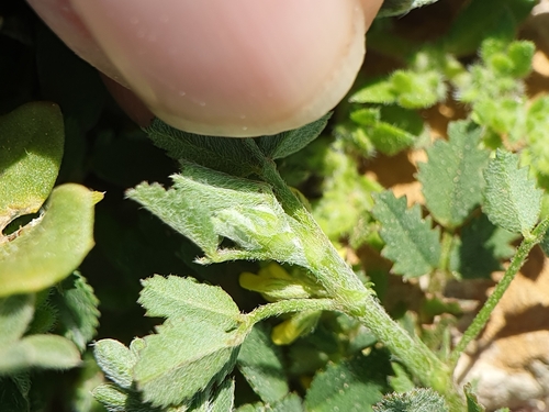 Image of Medicago monspeliaca by (c) Mehdi Chetibi, some rights reserved (CC BY)