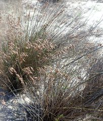 Thamnochortus punctatus