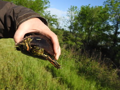 Chrysemys dorsalis
