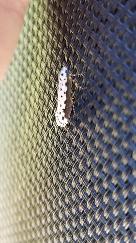 Ethmia hagenella group photo 2