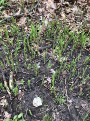 Convallaria