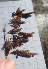 Thamnochortus punctatus