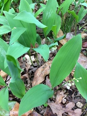Convallaria